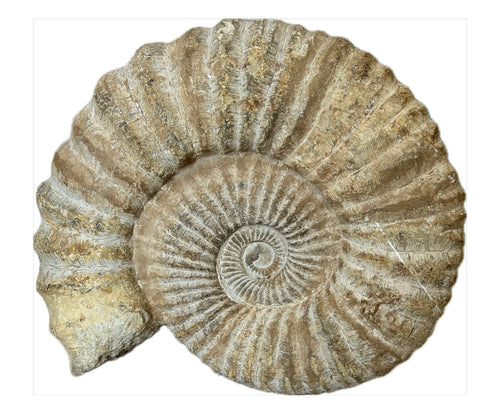 Large Moroccan Ammonite