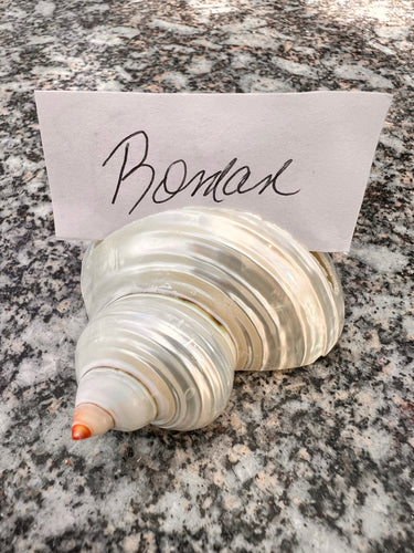 CSS Pearled Turbo Shell Place Card Holders