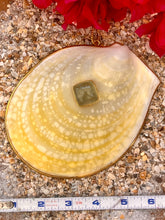Acesta Rathbuni Shell Pendant with Aquamarine