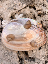Pearled Seashell "What-not" Dish