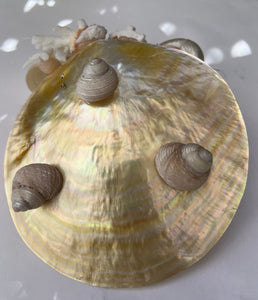 Christa's South Seashell Shell Caviar Dish