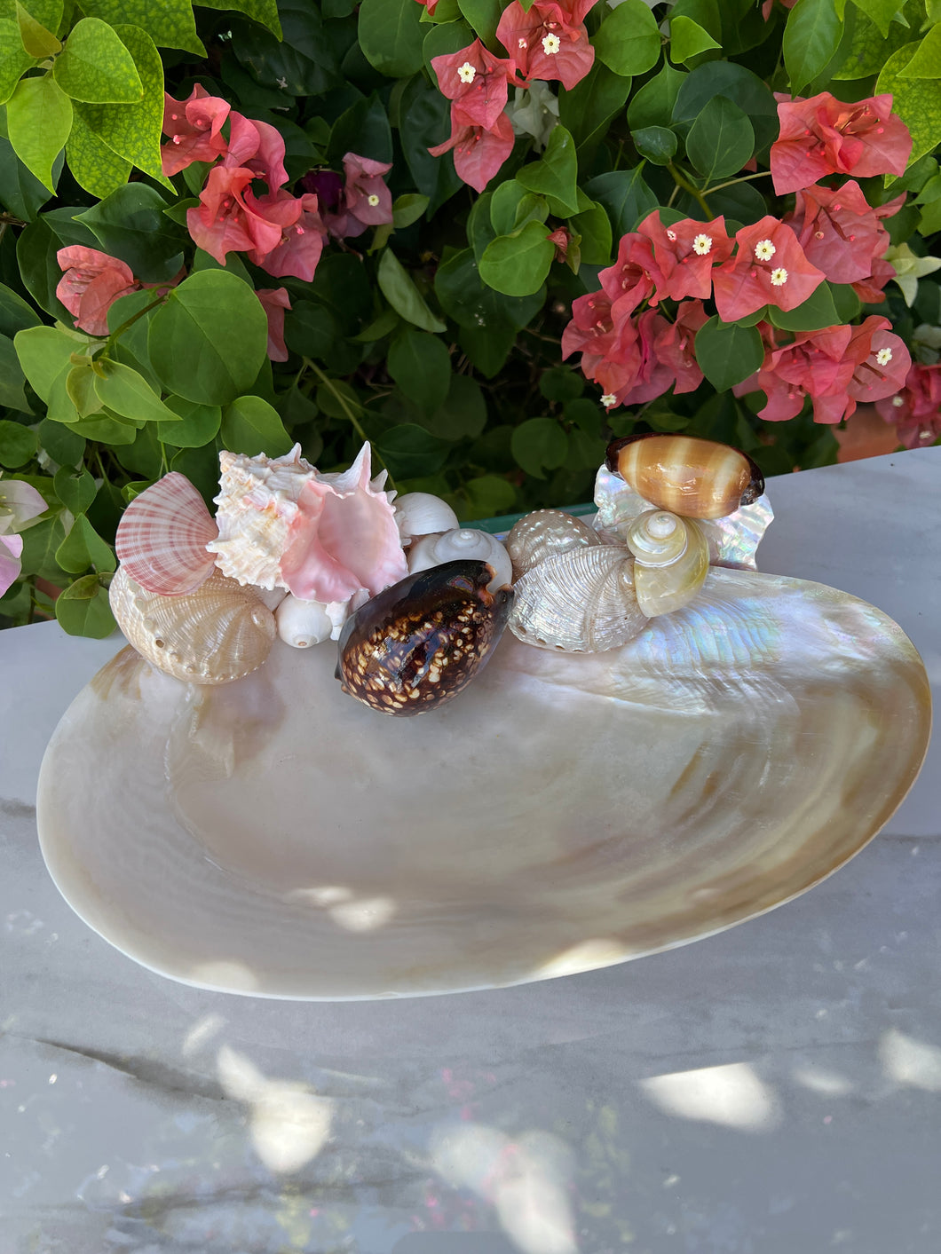 Christa's South Seashells 11