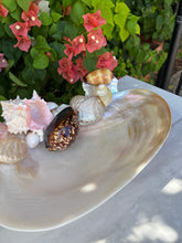 Christa's South Seashells 11" Shell Dish