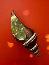 Puglia Tupiniquim Shell Pendant with Swiss Blue Topaz