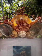 CSS Seashell Photo Frame
