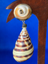 Specimen Snail and Operculum Drop Earrings